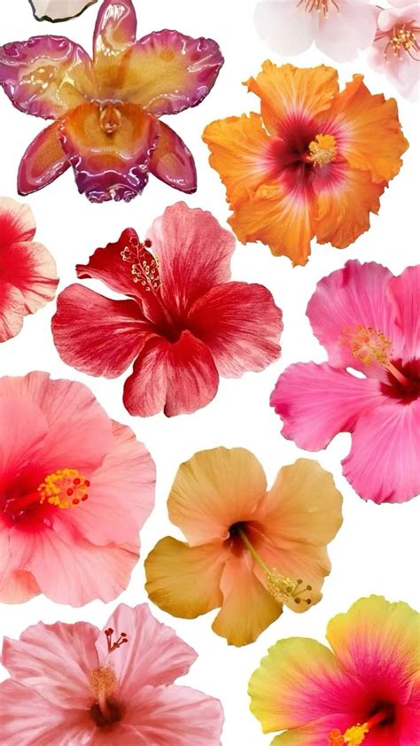 Fleurs d'hibiscus colorées