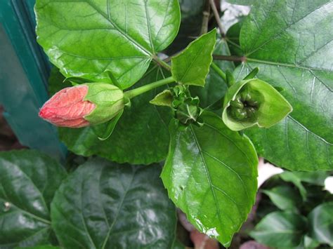 Hibiscus rosa-sinensis en bouton