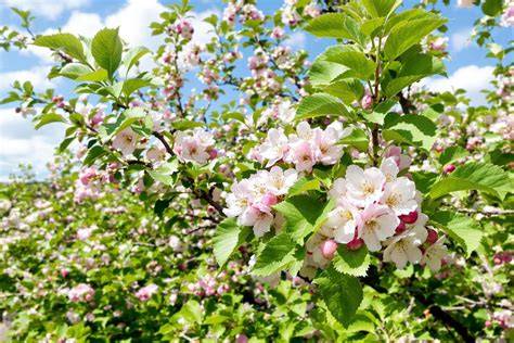 Arbre fruitier en fleurs au printemps