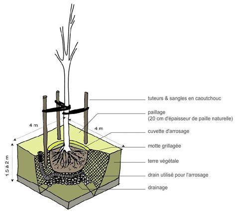Schéma de plantation d'un arbre fruitier