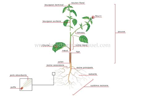 Structure d'une plante succulente montrant les tissus de stockage d'eau