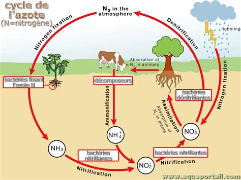 Schéma illustrant le cycle de l'azote dans le sol et la faim d'azote