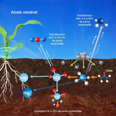 Diagramme illustrant la minéralisation de l'azote dans le sol