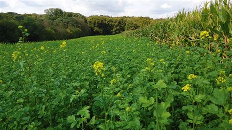 Champ de moutarde en fleur servant de couvert végétal