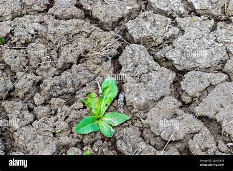 Comparaison visuelle d'un sol nu érodé et d'un sol couvert par un engrais vert