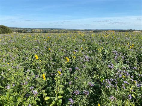Photo d'Alban Réveillé dans ses parcelles de couverts végétaux