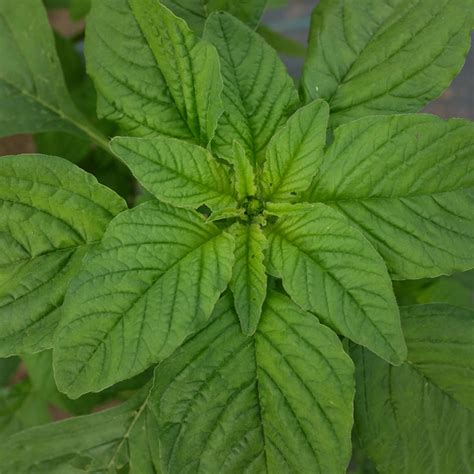 Gros plan sur les inflorescences d'amarante à feuille