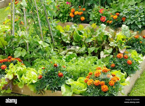 Diversité de fleurs et de légumes dans un potager
