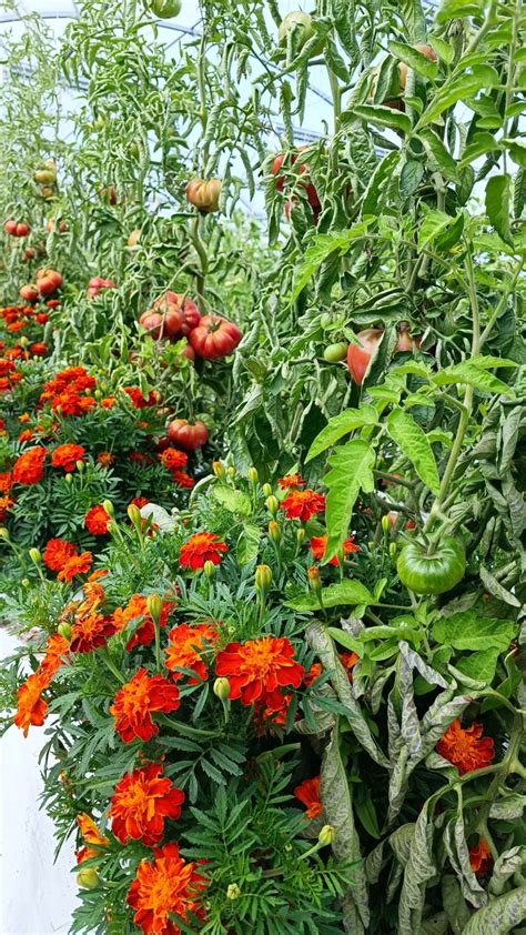 Œillet d'Inde aux pieds de plants de tomates