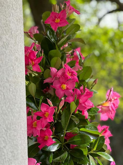 Dipladénia en pleine floraison dans un jardin