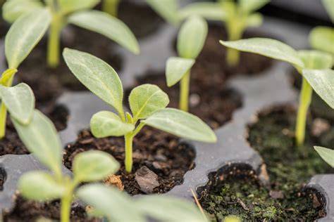 semis de plantes succulentes