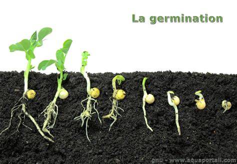 diagramme des besoins en température pour la germination