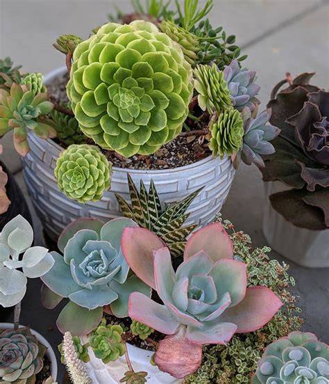 collection variée de plantes succulentes