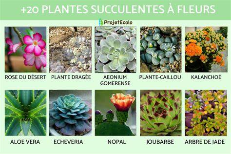 comparaison visuelle de différentes espèces de succulentes
