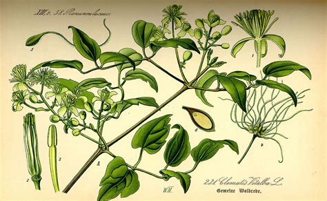 Illustration botanique ancienne de Clematis vitalba