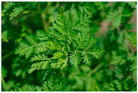 Artemisia annua plant