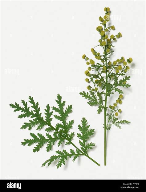 Artemisia annua flowers