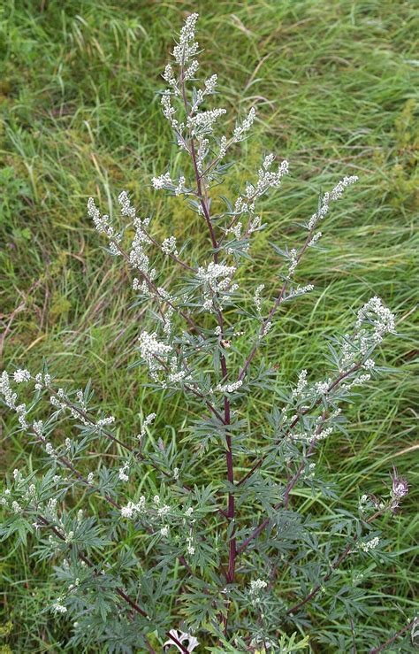 Artemisia vulgaris plant
