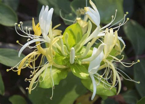 Chèvrefeuille en fleur