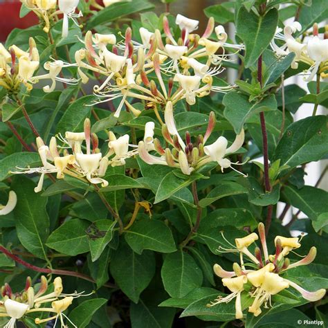 Chèvrefeuille associé à d'autres plantes