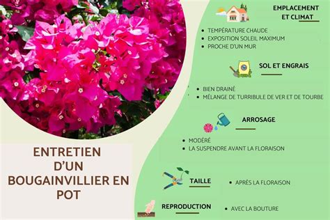 Schéma de plantation d'un bougainvillier en pot avec drainage