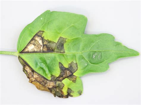 une feuille d'hibiscus présentant des taches brunes