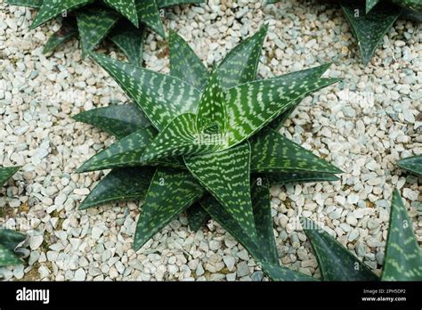 Vue rapprochée des feuilles succulentes d'une Haworthia avec des motifs distinctifs