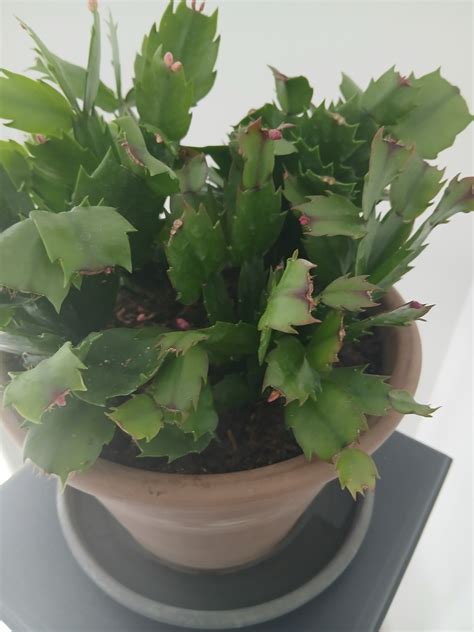 Plantes grasses et cactées en pot avant l'hiver