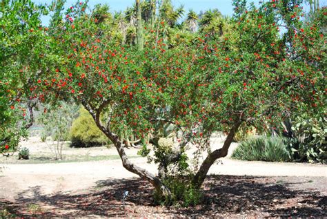 Arbre fruitier de grenadier avec des fruits rouges