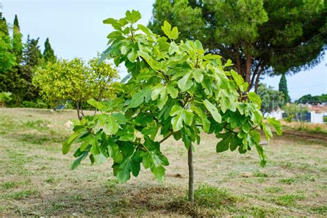 Arbre fruitier de figuier avec des figues