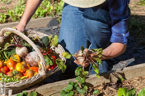 Récolte de légumes d'été