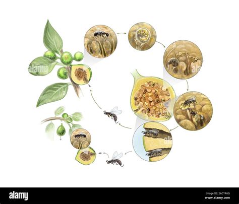 Illustration détaillée du cycle de vie du Blastophaga psenes