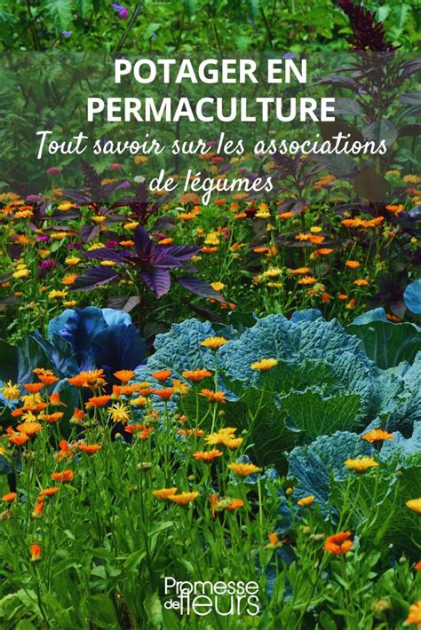 Associations de plantes en permaculture