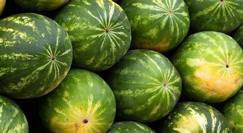 Schéma comparant le son d'une pastèque mûre et d'une pastèque non mûre.