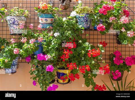 Jardinière remplie de géraniums aux couleurs vives