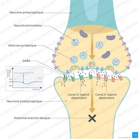 Représentation schématique de la synapse neuronale et de l'action des neurotransmetteurs