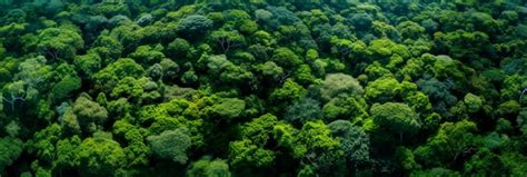 Champ de culture dense formant une canopée