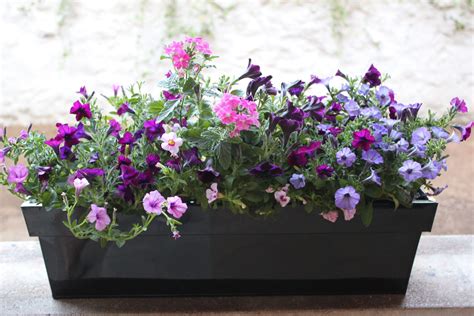 Jardinière de fleurs colorées sur une terrasse ensoleillée