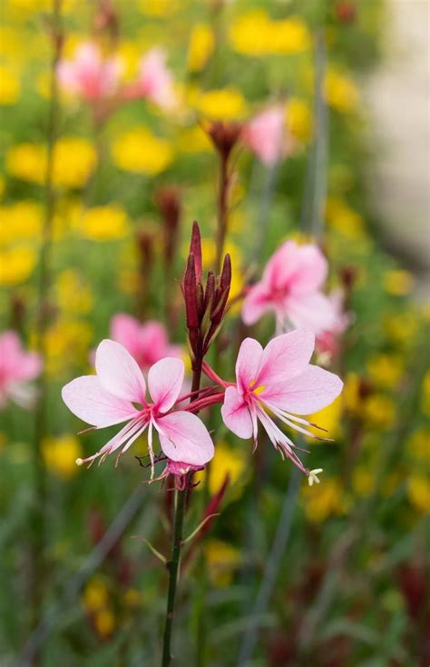 Fleurs de Gaura légères et aériennes