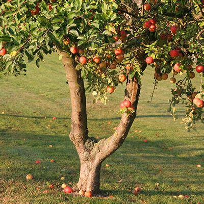 Arbre fruitier avec tronc badigeonné