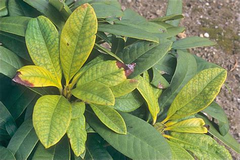Infographie sur les symptômes de la chlorose du rhododendron