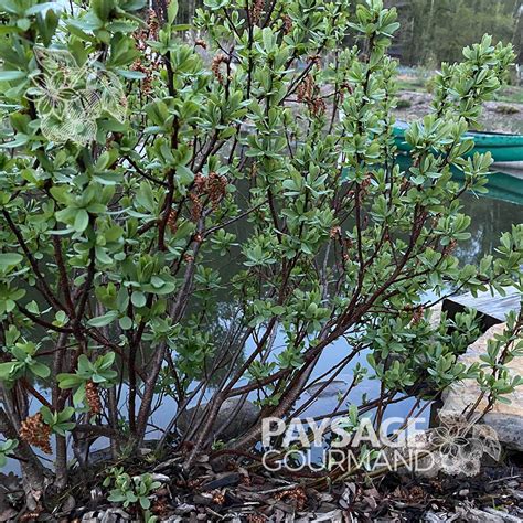 Arbuste de myrique baumier en milieu naturel