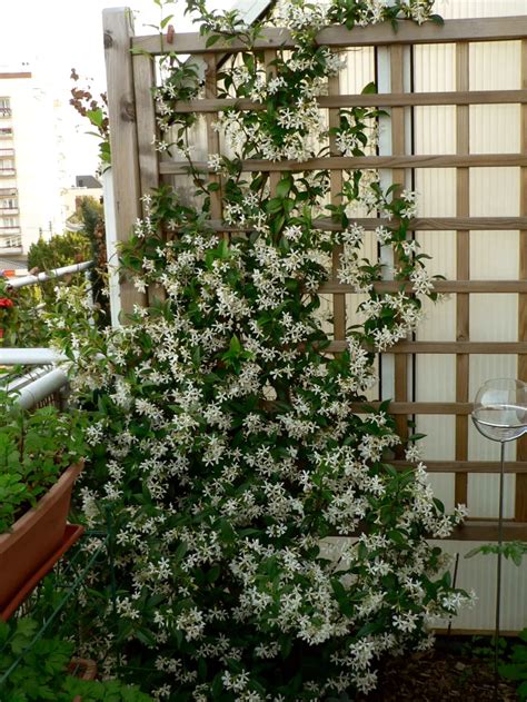 Jasmin étoilé en pleine floraison sur un support mural