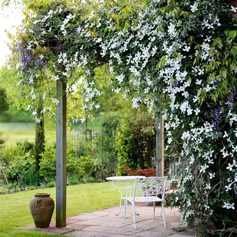 Pergola couverte de jasmin étoilé en été