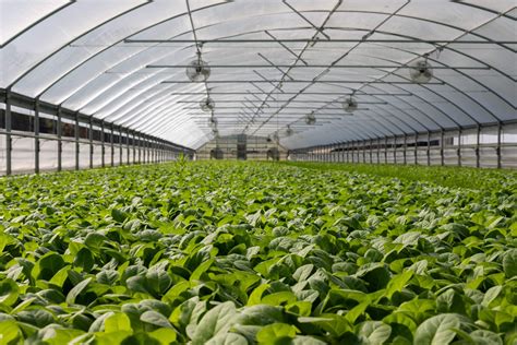 Serres de production maraîchère