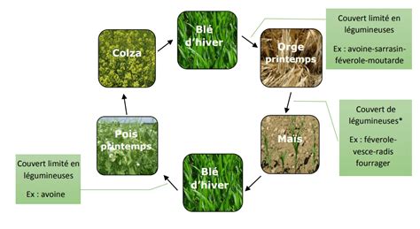 Schéma d'association colza-légumineuses