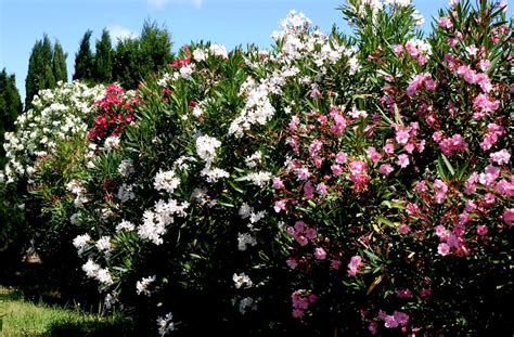 une haie de lauriers-roses en fleurs sous un soleil éclatant