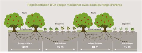 Schéma illustrant l'espacement entre les rangs et sur le rang pour un verger de grenadiers