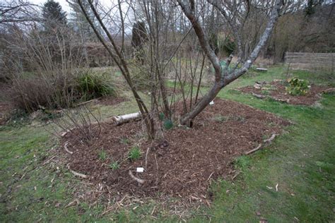 Utilisation du broyat comme paillis autour des plantes