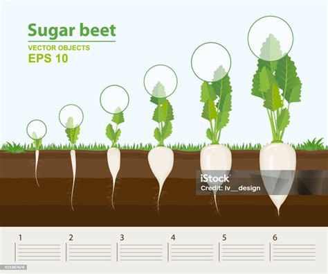 Schéma illustrant l'espacement entre les plants de betteraves